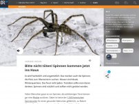 Bild zum Artikel: Bitte nicht töten! Spinnen kommen jetzt ins Haus