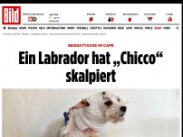 Bild zum Artikel: Beißattacke im Café - Ein Labrador hat „Chicco“ skalpiert