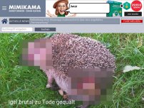 Bild zum Artikel: Igel brutal zu Tode gequält