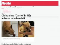 Bild zum Artikel: Chihuahua 'Carrie' in NÖ schwer misshandelt