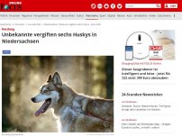 Bild zum Artikel: Herzberg - Unbekannte vergiften sechs Huskys in Niedersachsen