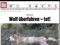 Bild zum Artikel: Bei Celle - Wolf überfahren – tot!