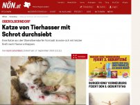 Bild zum Artikel: Oberolberndorf - Katze von Tierhasser mit Schrot durchsiebt