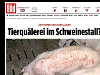 Bild zum Artikel: Aktivisten schlagen Alarm - Tierquälerei im Schweinestall?