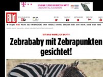 Bild zum Artikel: Ist das wirklich echt? - Zebrababy mit Zebrapunkten gesichtet!