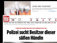 Bild zum Artikel: Porsche-Fahrer erfasste sie - Polizei sucht Besitzer dieser süßen Hündin