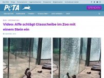 Bild zum Artikel: Video: Affe schlägt Glasscheibe im Zoo mit einem Stein ein