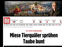 Bild zum Artikel: Mit Acryl-Wandfarbe - Miese Tierquäler sprühen Taube bunt