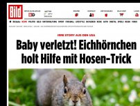 Bild zum Artikel: Irre Story aus den USA - Eichhörnchen holt Hilfe mit Hosen-Trick