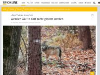 Bild zum Artikel: Problemfall oder nicht?: Wölfin Gloria darf weiter durch Gebiet am Niederrhein streifen