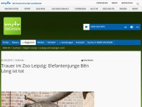 Bild zum Artikel: Trauer im Zoo Leipzig: Elefantenjunge Bên Lòng ist tot
