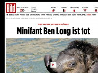 Bild zum Artikel: Tier wurde eingeschläfert - Minifant Ben Long ist tot