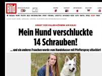 Bild zum Artikel: Killer-Köder am Kulki - Mein Hund verschluckte 14 Schrauben!