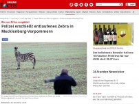 Bild zum Artikel: War aus Zirkus ausgebüxt - Polizei erschießt entlaufenes Zebra in Mecklenburg-Vorpommern