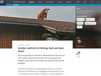 Bild zum Artikel: Großer Auftritt in Peiting: Kuh auf dem Dach