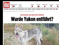 Bild zum Artikel: Wolfshund aus Harz vermisst - Wurde Yukon entführt?