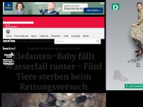 Bild zum Artikel: Elefanten-Baby fällt Wasserfall runter - Fünf Tiere sterben beim Rettungsversuch