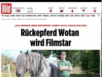 Bild zum Artikel: Ab 23. Januar ins Kino - Rückepferd Wotan wird Filmstar