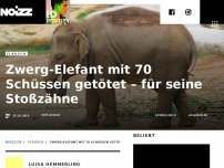 Bild zum Artikel: Zwerg-Elefant mit 70 Schüssen getötet – für seine Stoßzähne