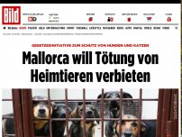 Bild zum Artikel: „Null Einschläferungen“ - Mallorca will Tötung von Heimtieren verbieten