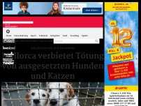 Bild zum Artikel: Mallorca: Neues Gesetz verbietet Tötung von ausgesetzten Hunden und Katzen