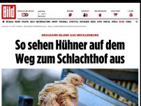 Bild zum Artikel: Grausame Bilder - So sehen Hühner auf dem Weg zum Schlachthof aus