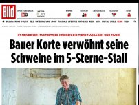 Bild zum Artikel: Mendener Mastbetrieb - Bauer Korte verwöhnt Schweine im 5-Sterne-Stall