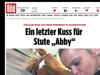 Bild zum Artikel: Tödliche Bisse auf Pferdehof - Ein letzter Kuss für Stute „Abby“