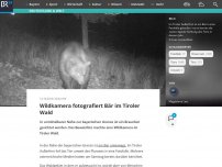 Bild zum Artikel: Wildkamera fotografiert Bär im Tiroler Wald