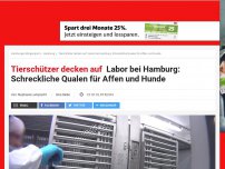 Bild zum Artikel: Tierschützer decken auf: Labor bei Hamburg: Schreckliche Qualen für Affen und Hunde