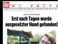 Bild zum Artikel: Einfach nur zum Heulen - Erst nach Tagen wurde ausgesetzter Hund gefunden!