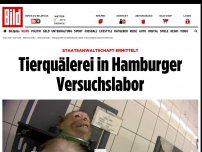 Bild zum Artikel: Ermittlungen eingeleitet - Tierquälerei in Hamburger Versuchslabor