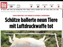 Bild zum Artikel: Kripo ermittelt auf Weide - Schütze ballert neun Tiere mit Luftdruckwaffe tot