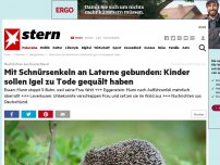 Bild zum Artikel: Nachrichten aus Deutschland: Mit Schnürsenkeln an Laterne gebunden: Kinder sollen Igel zu Tode gequält haben
