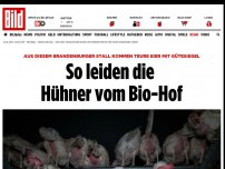 Bild zum Artikel: Legebetrieb in Brandenburg - So leiden die Hühner vom Bio-Hof