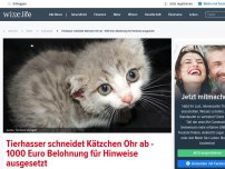 Bild zum Artikel: Tierhasser schneidet Kätzchen Ohr ab - 1000 Euro Belohnung für Hinweise ausgesetzt