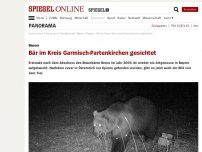 Bild zum Artikel: Bayern: Bär im Kreis Garmisch-Partenkirchen gesichtet