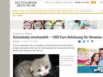 Bild zum Artikel: Tierquälerei in Stuttgart: Katzenbaby misshandelt – 1000 Euro Belohnung für Hinweise
