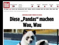 Bild zum Artikel: Gefährlicher Trend in China - Hunde in Panda-Babys umgefärbt