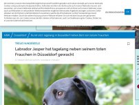 Bild zum Artikel: Treue Hundeseele: Labrador Jasper hat tagelang neben seinem toten Frauchen in Düsseldorf gewacht