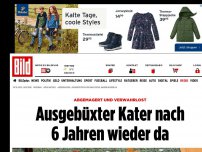 Bild zum Artikel: Abgemagert und verwahrlost - Ausgebüxter Kater nach sechs Jahren wieder da