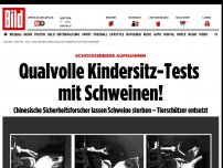 Bild zum Artikel: Schockierende Aufnahmen - Grausame Kindersitz-Tests mit lebenden Schweinen!