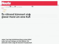 Bild zum Artikel: So rührend kümmert sich dieser Hund um eine Kuh