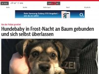 Bild zum Artikel: Hundebaby in Frost-Nacht an Baum gebunden und sich selbst überlassen