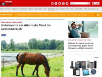 Bild zum Artikel: Stute schwer misshandelt - Unbekannte verstümmeln Pferd im Genitalbereich