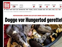 Bild zum Artikel: Mietnomaden ließen sie abmagern - Dogge vor Hungertod gerettet