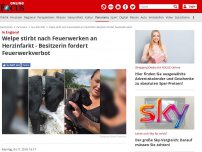 Bild zum Artikel: In England - Welpe stirbt nach Feuerwerken an Herzinfarkt - Besitzerin fordert Feuerwerkverbot