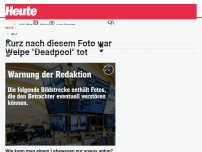 Bild zum Artikel: Welpen mit Säure übergossen und getötet