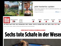 Bild zum Artikel: Wer macht sowas Schreckliches? - Sechs tote Schafe in der Weser