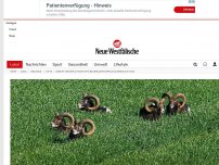 Bild zum Artikel: Bielefeld: OVG Münster verurteilt Bielefelder Muffelwild zum Tode